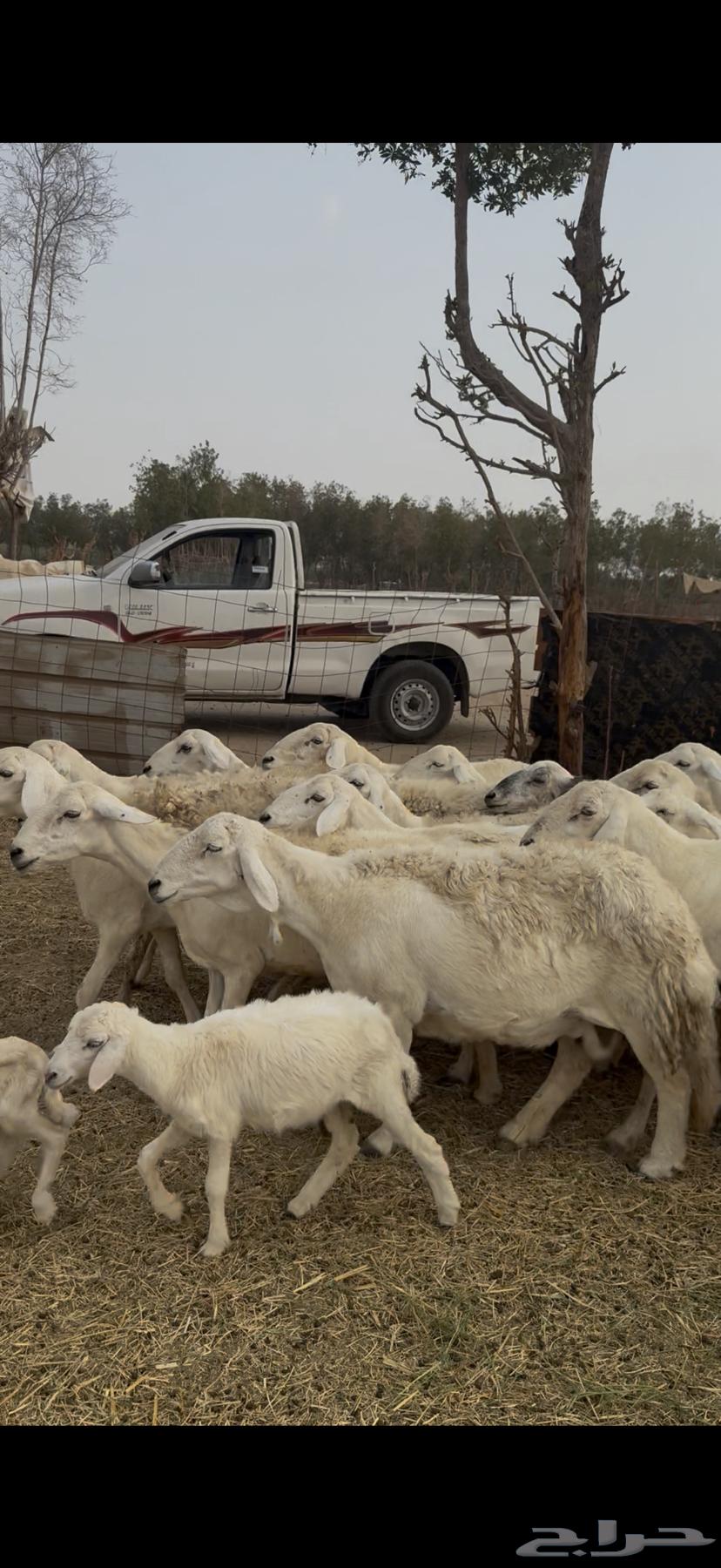 10 ضان حريات فواخر دفيع ولد مراح واحد ع 870 (( تم البيع ))64265318121473111