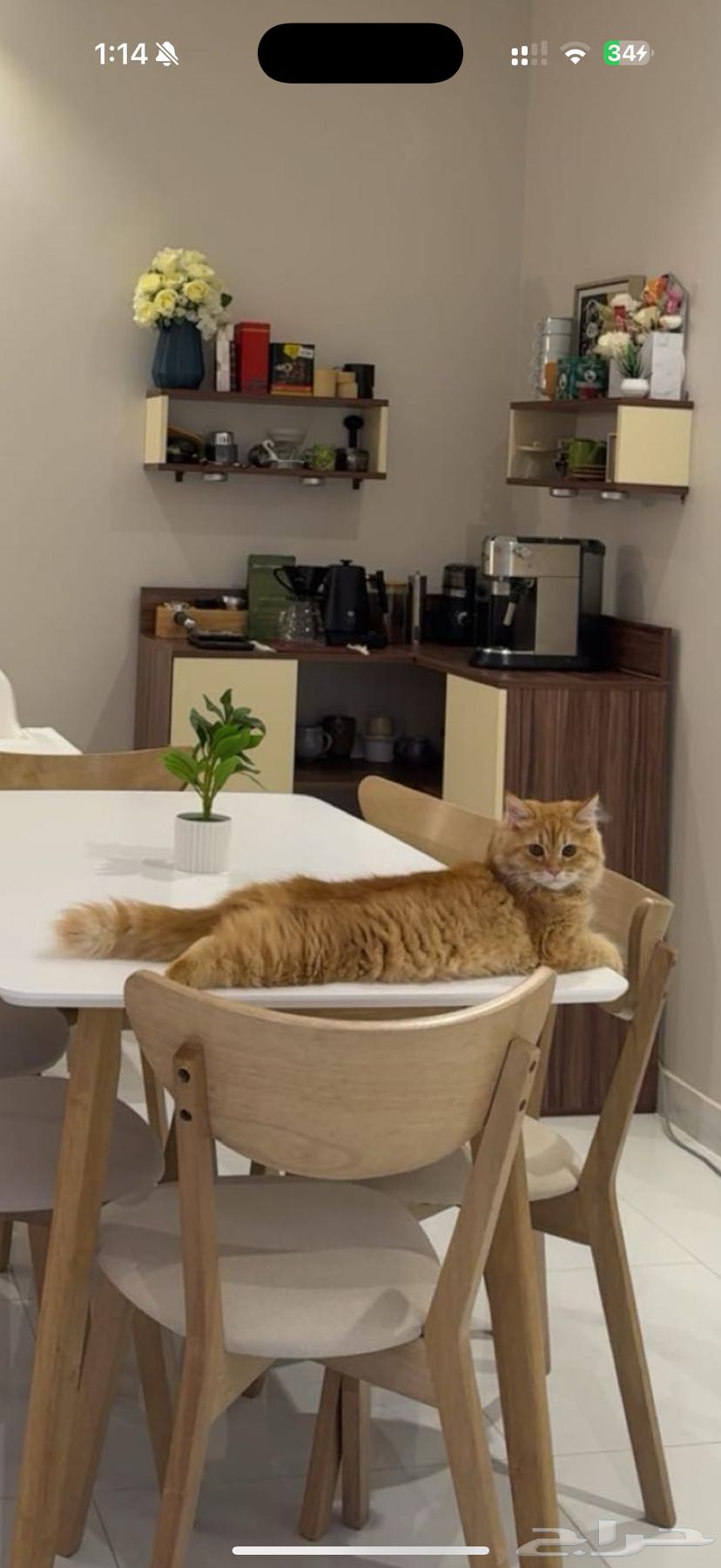 قط شيرازي بيور للبيع64258880110721110