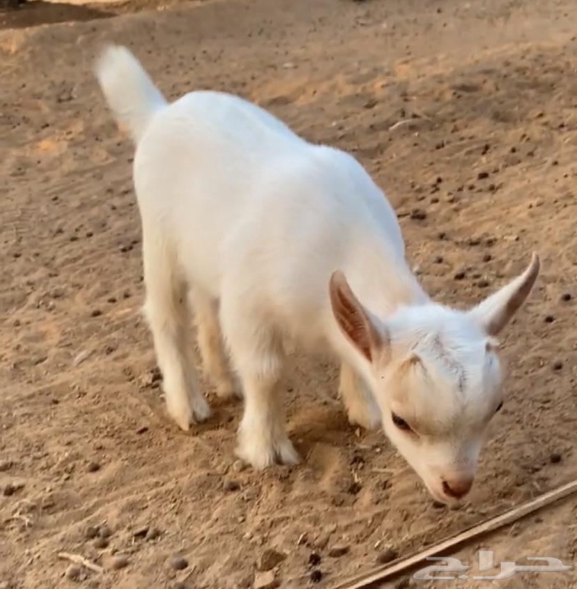 للبيع تيس قزم عمر 3 اسابيع64275291519234111