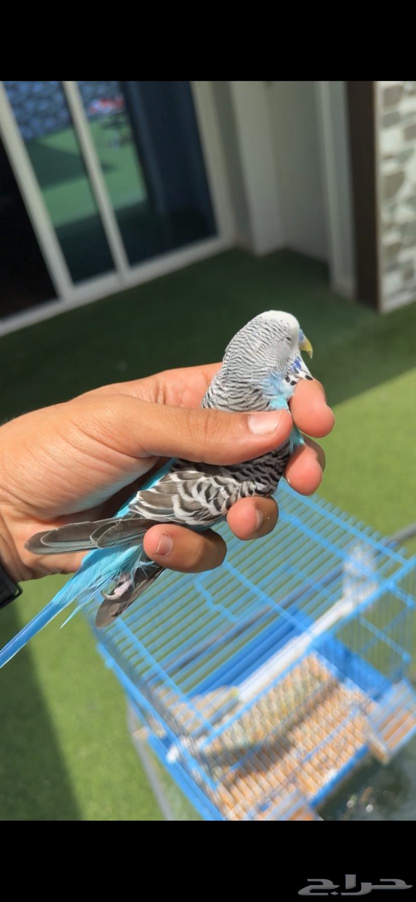 للبيع بادجي اليف64264293325313113