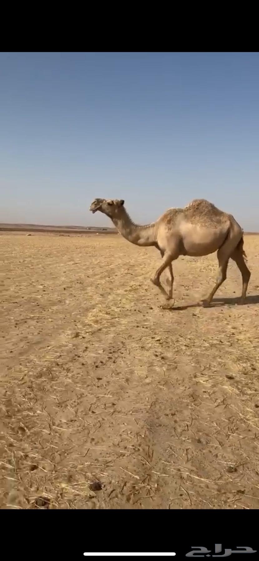 ناقتين للبيع او للبدل64266142674945111