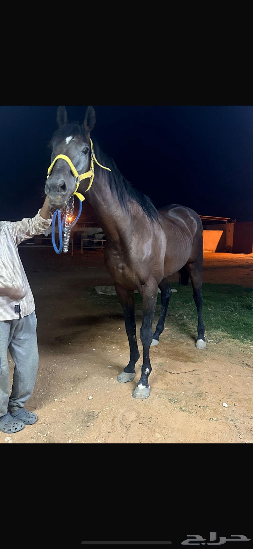 حصان انقليزي64260786434947110