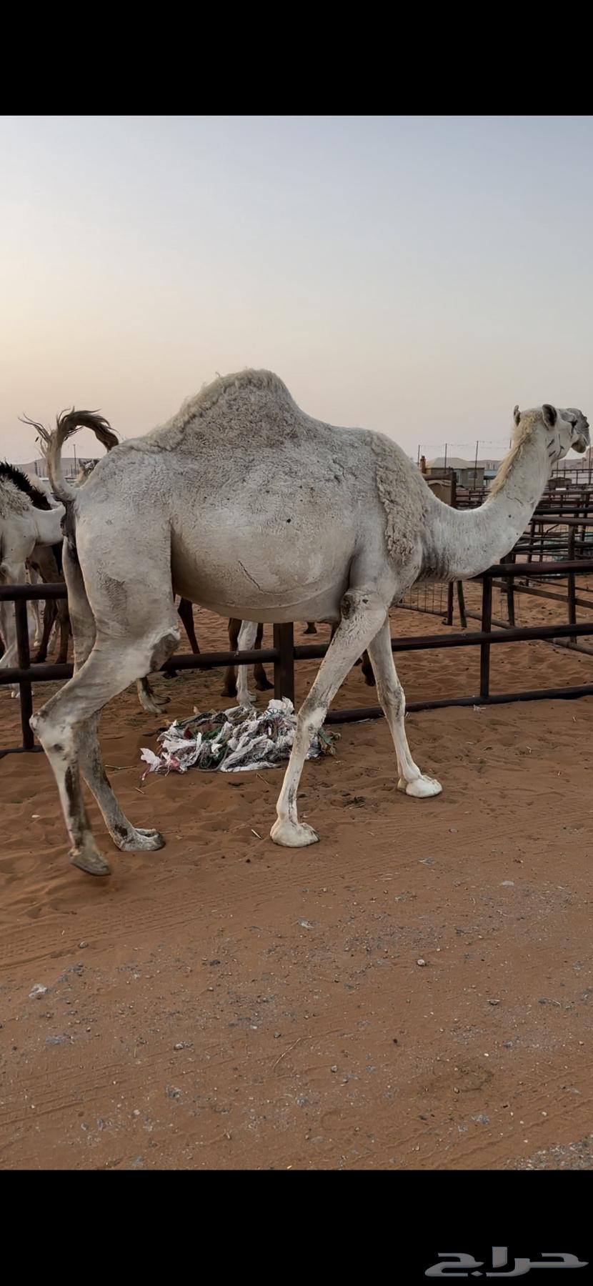 لقحه وضحى طيبه64263549948033110