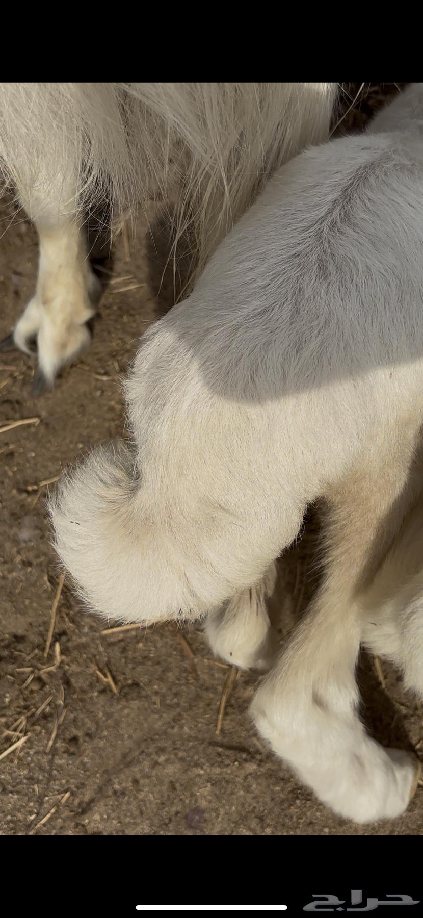 رخلتين حريات دواغير64262517374466113