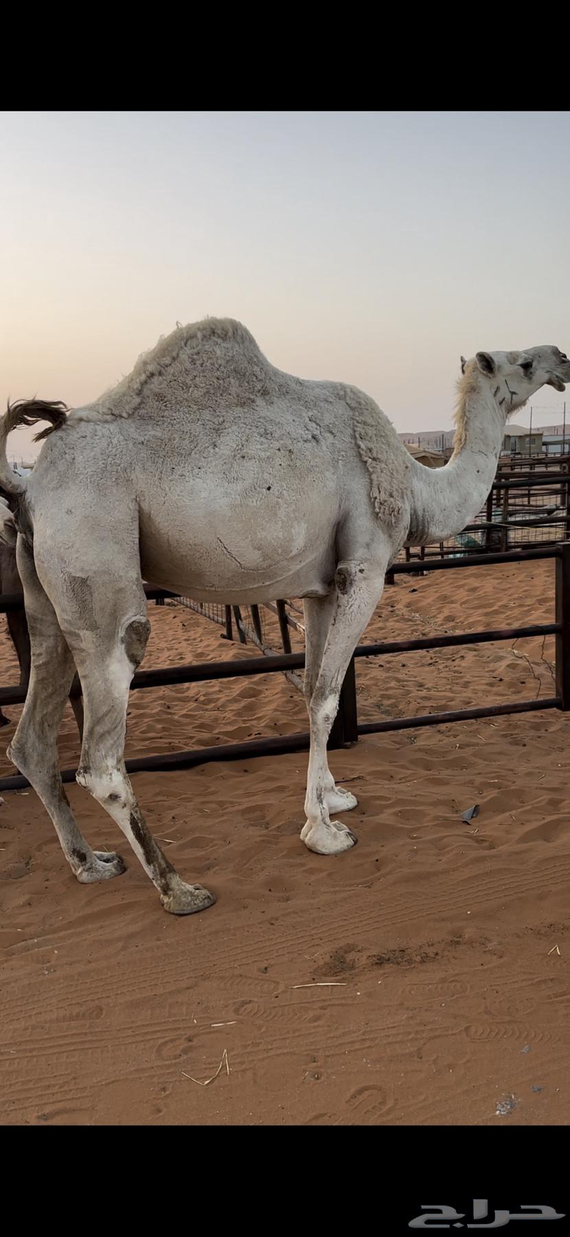 لقحه وضحى طيبه64263549948033112