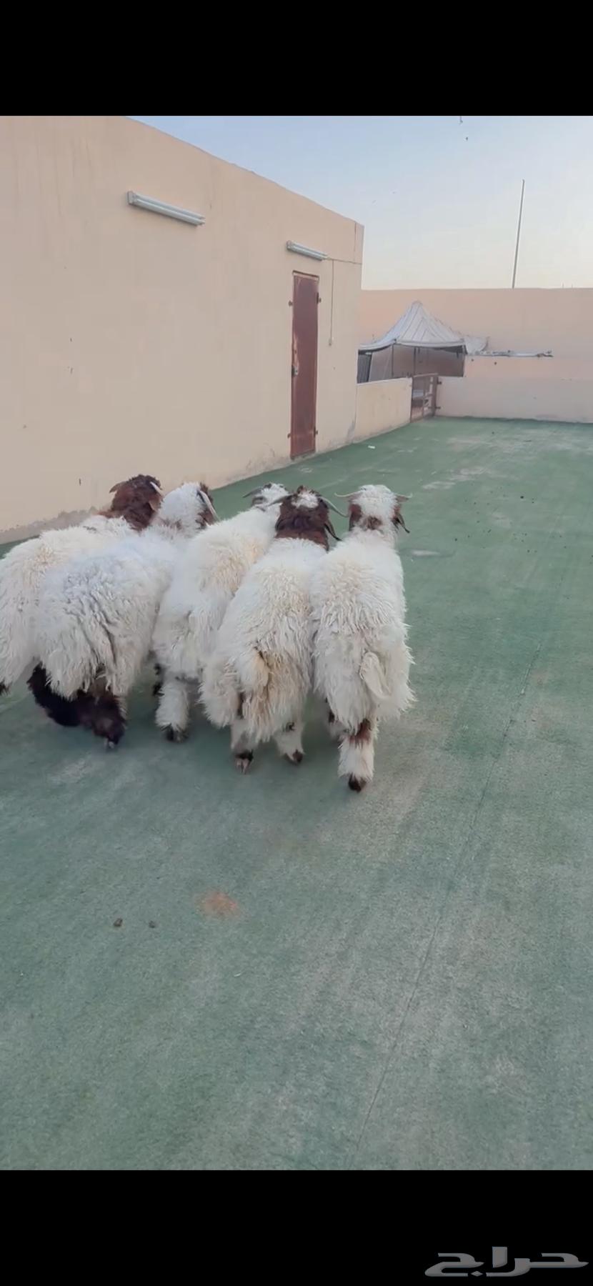 طليان نعيم الريآض حي الشفآء آي مكان نوصل فيه ذبح جملة تفريد64261703525891112