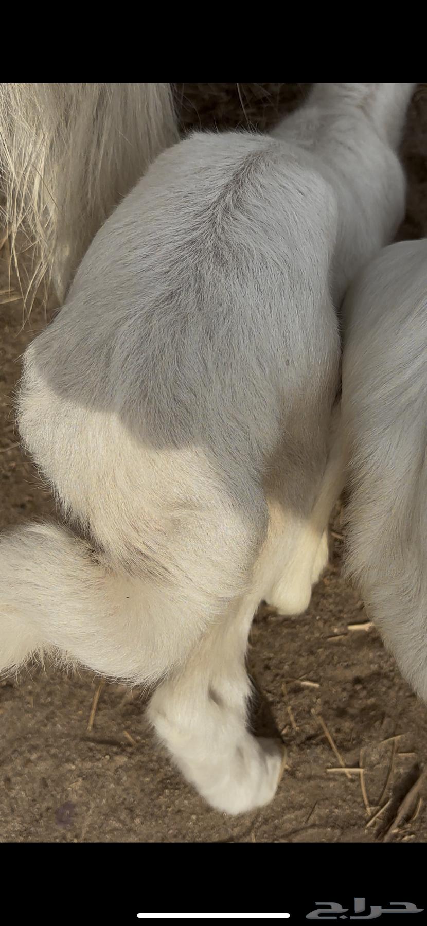 رخلتين حريات دواغير64262517374466110