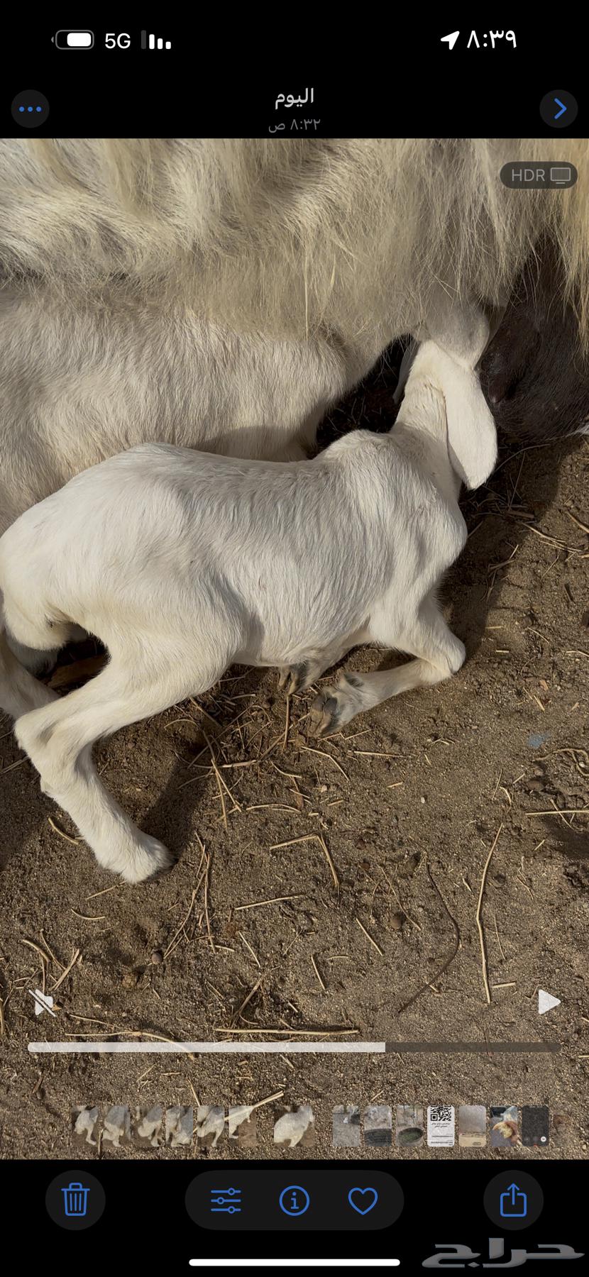 رخلتين حريات دواغير64262517374466112