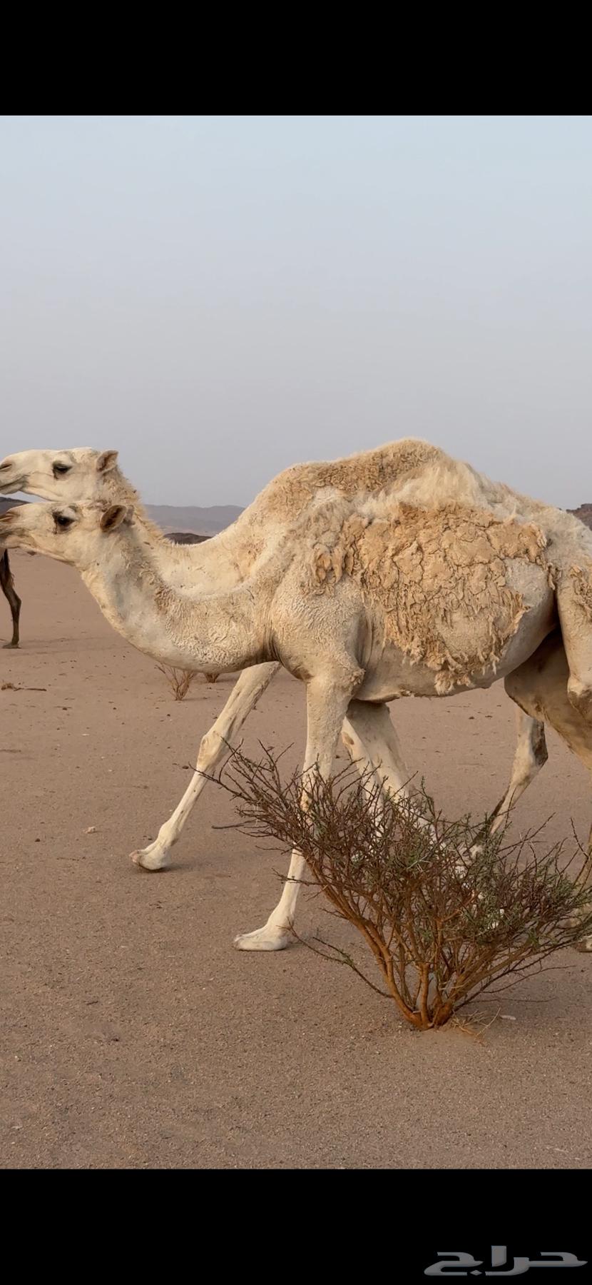 بكرتين للبيع64262349760643110