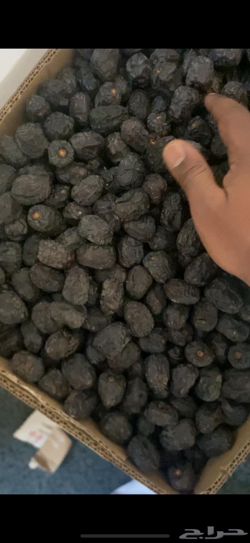 عجوة المدينه كميات كبيره انتاج جديد عجوه عضوي وفاخر وشرررط64258720993794110