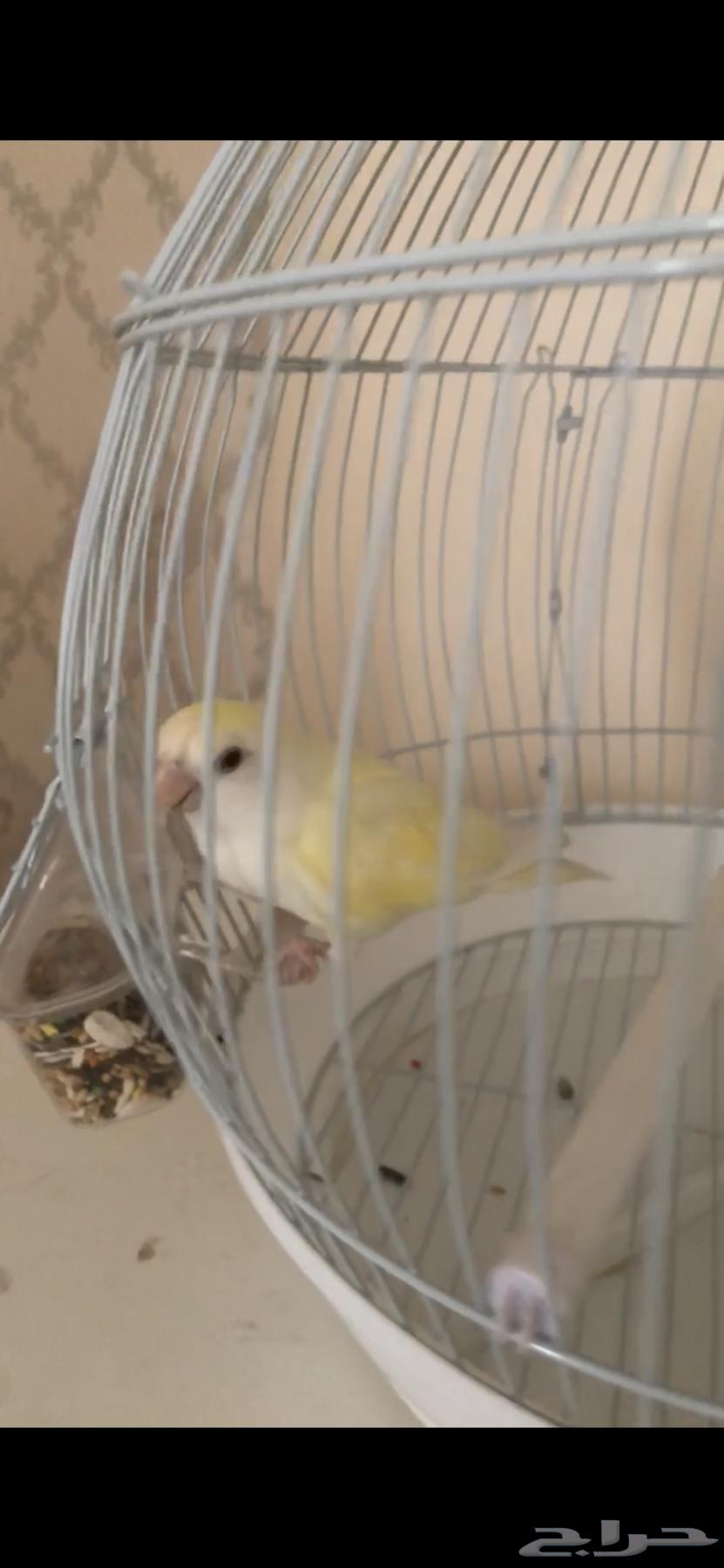 للبيع64273026709635110