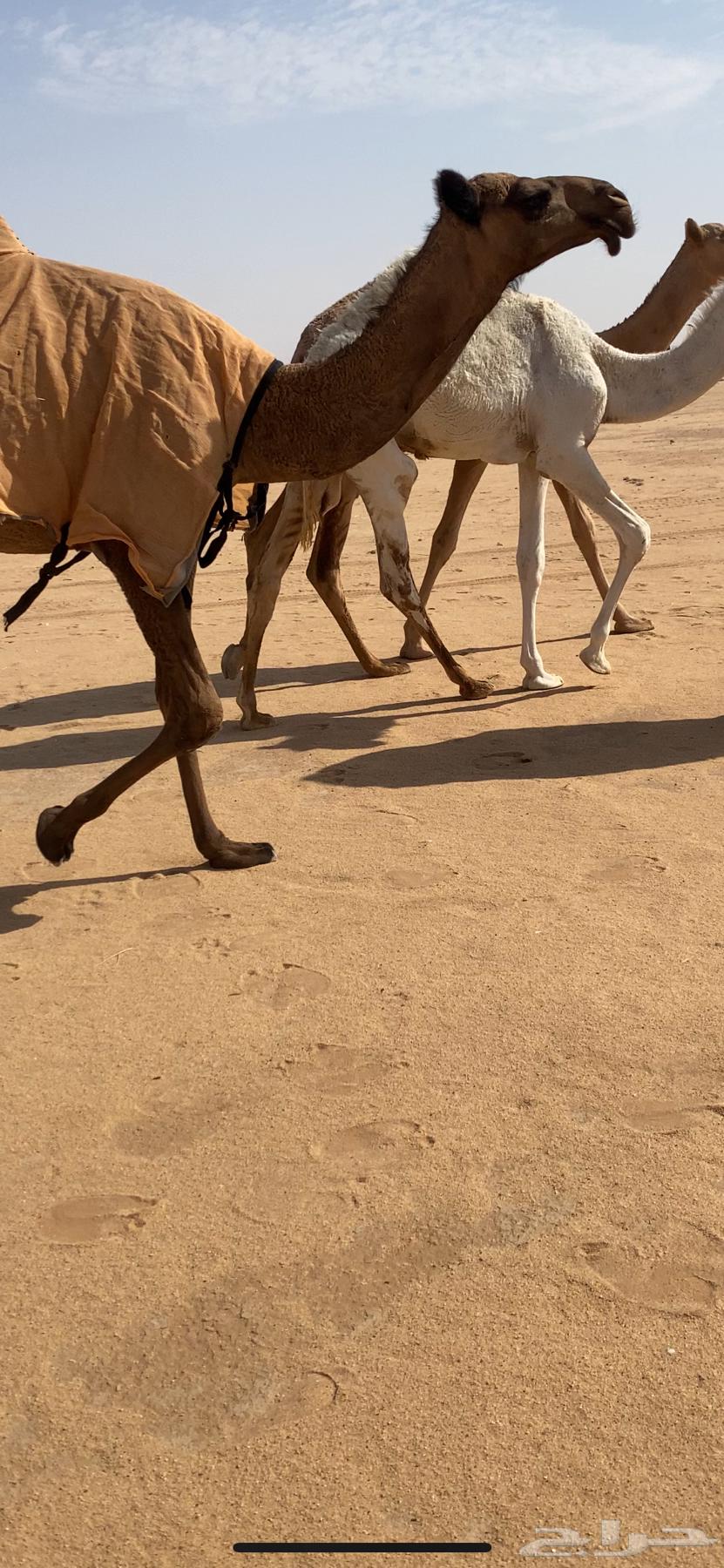 للبيع بكره صفراء بنت غرنوق64263207060611111