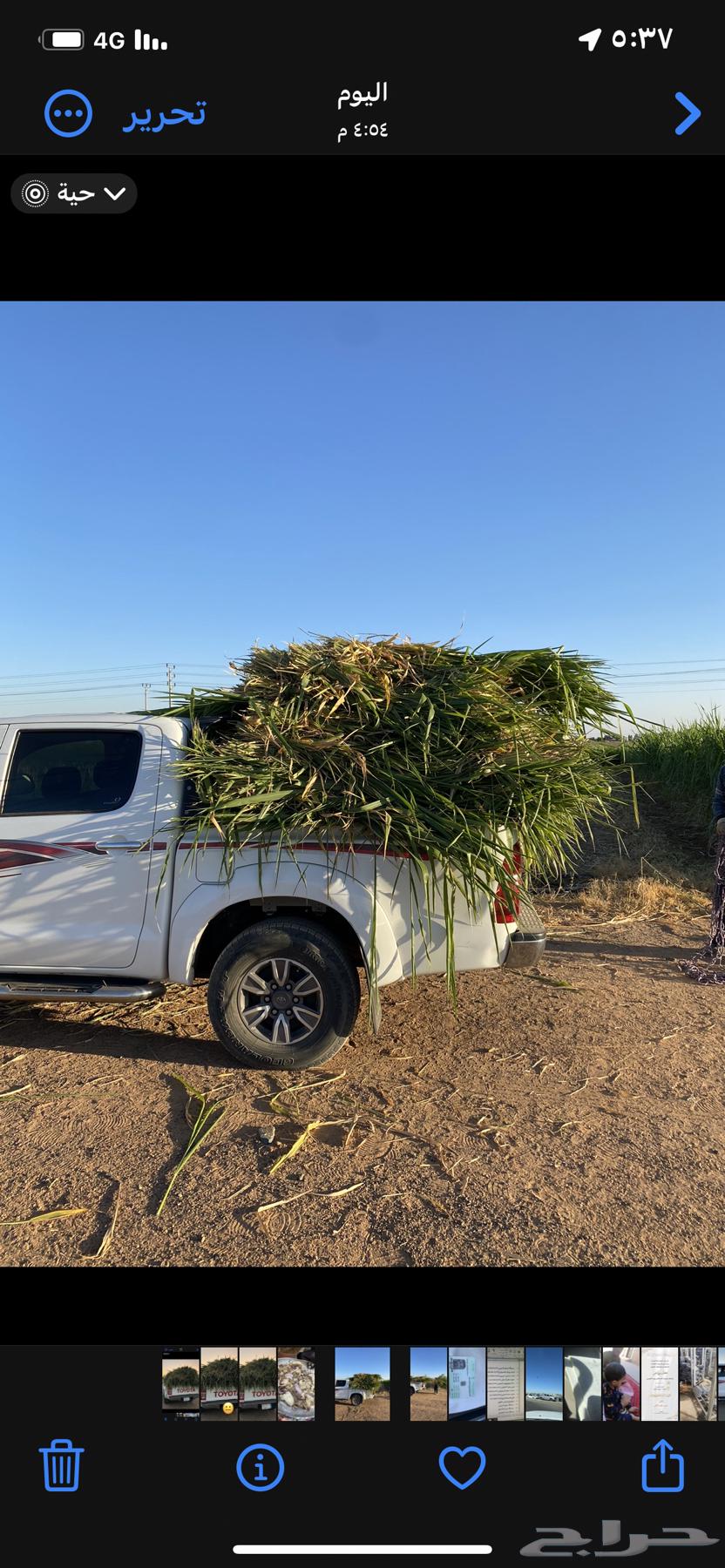 اعلاف وشتلات بونيكام اسباني64264797481731110