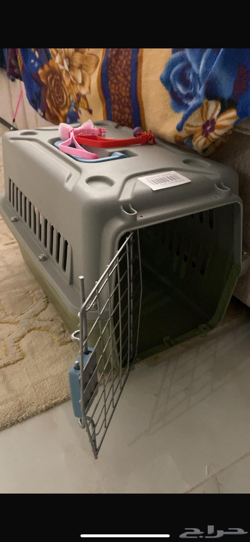 Female kitten, approximately two and a half months old, healthy and playful, Scottish Straight64257225020034114