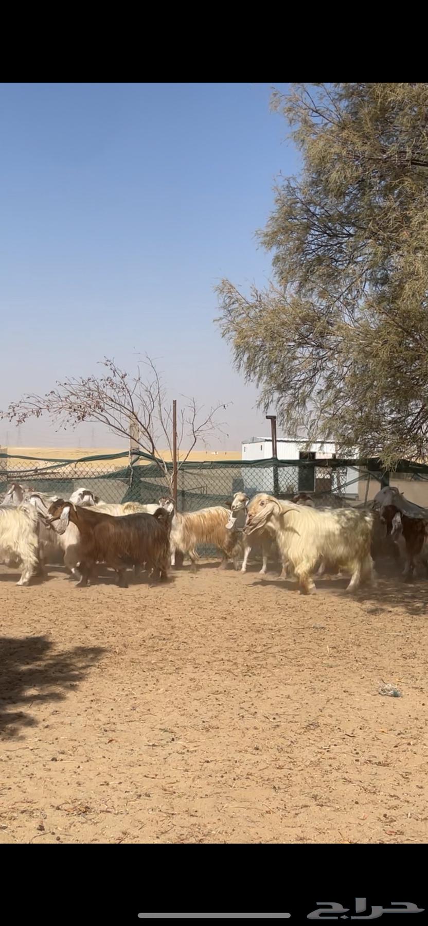 معزا عوارض صفر جروم فاخره64263207235714112