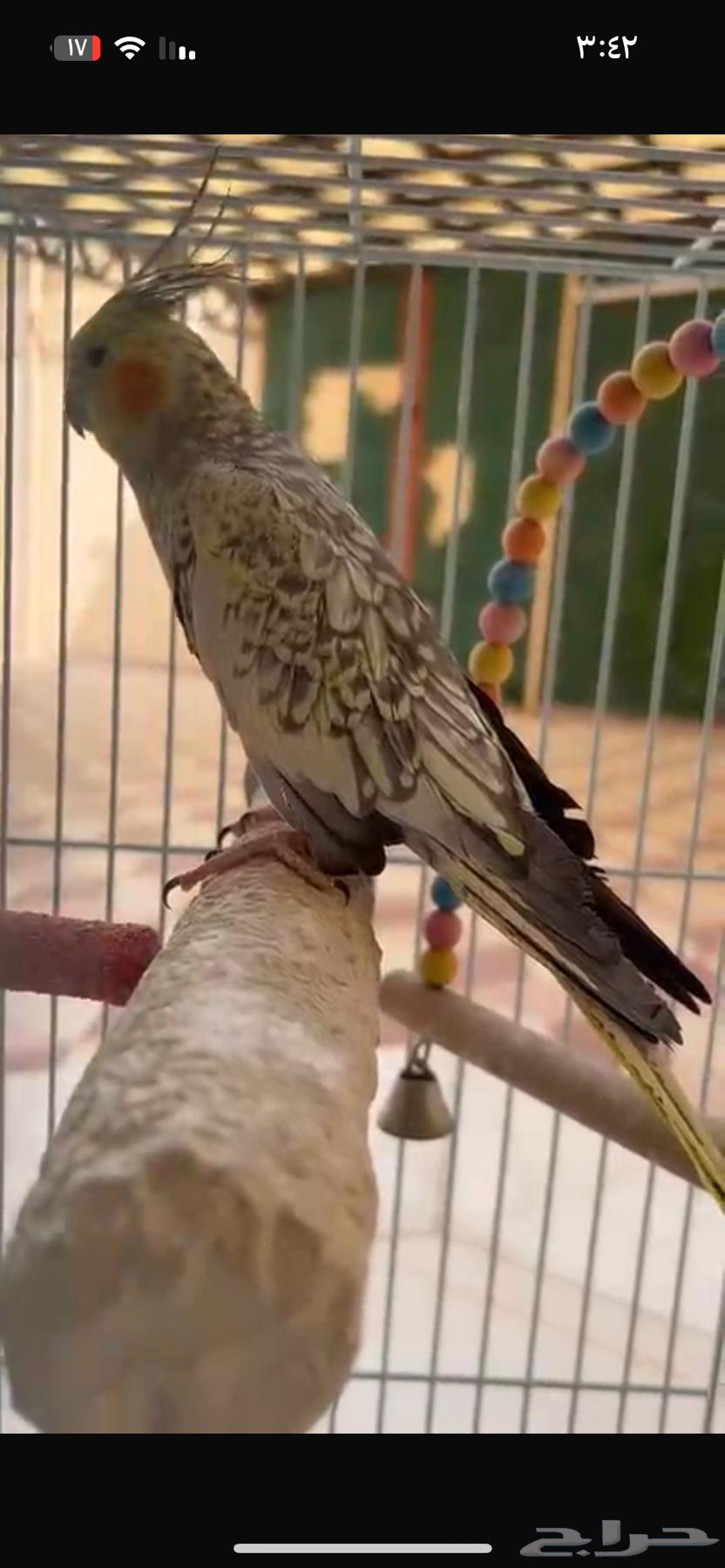 ببغاء كراون انثى جميله واليف جدا صوته روعه وعالي للبيع ب40064260028088705114