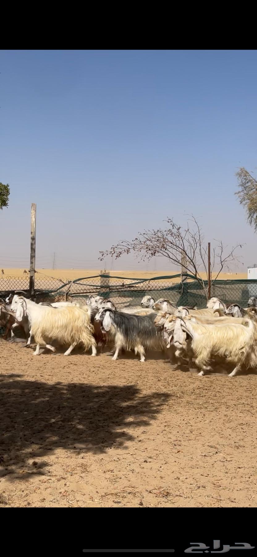 معزا عوارض صفر جروم فاخره64263207235714110