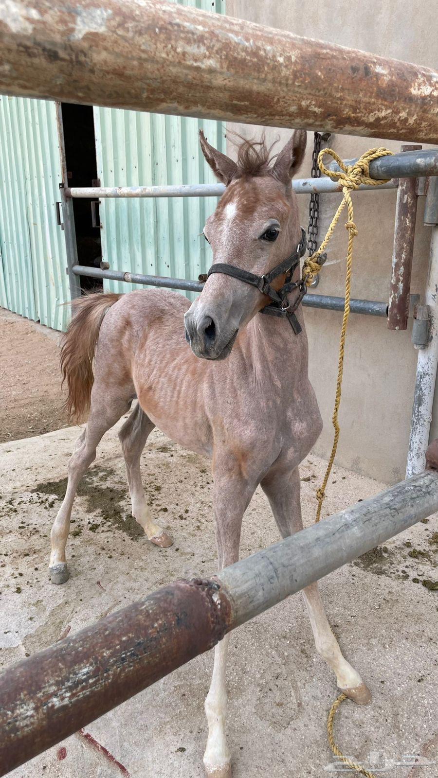 مهر للبيع64265318077315110