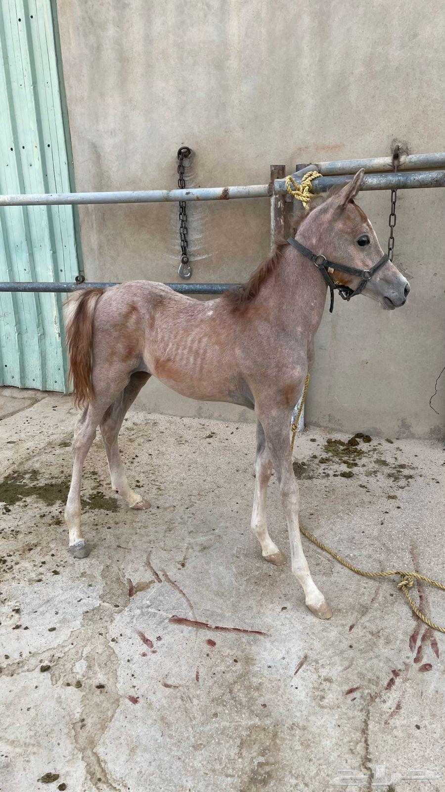 مهر للبيع64265318077315111