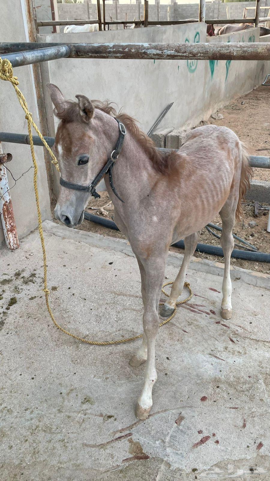 مهر للبيع64265318077315112