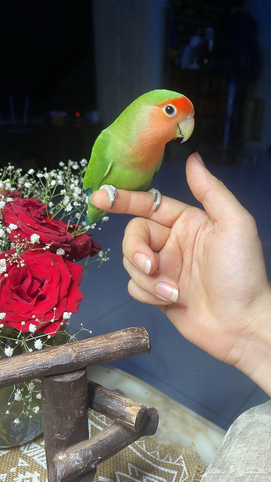 للبيع ببغاء الروز64263022537219114