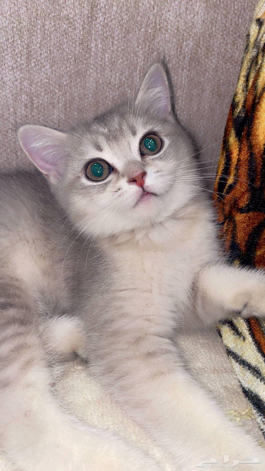 Female kitten, approximately two and a half months old, healthy and playful, Scottish Straight64257225020034110