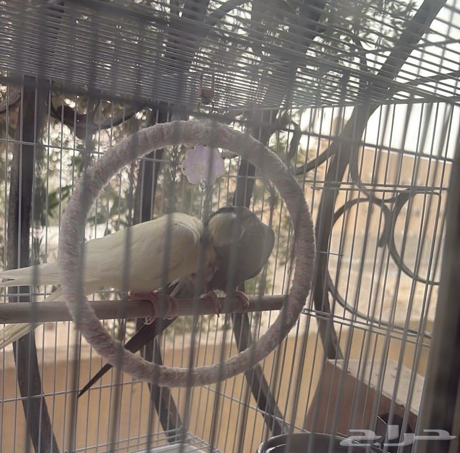 كروان زوج للبيع64273523861121114