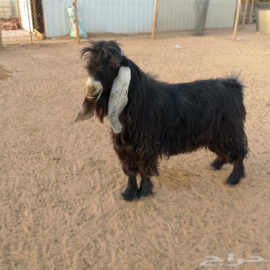 تيس عارضي العمر فوق السديس شرط قريع سليم خالي من الامراض64264293482499110