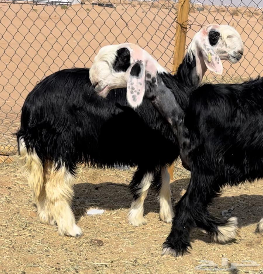 رخال نجد وطلي مشروع فحل64263923250946110