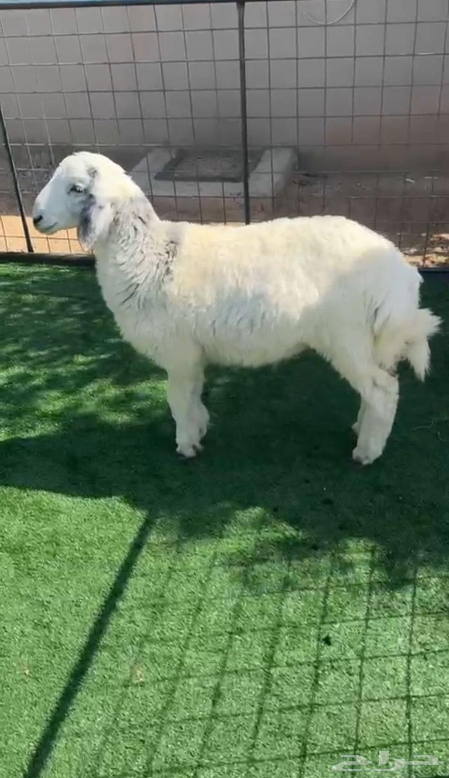 ذبايح للبيع64264453889411110