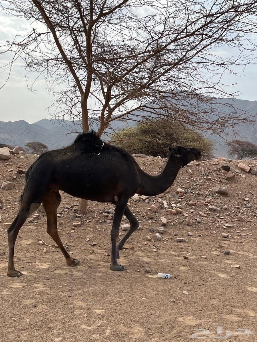 ناقه للبيع64272354098563111