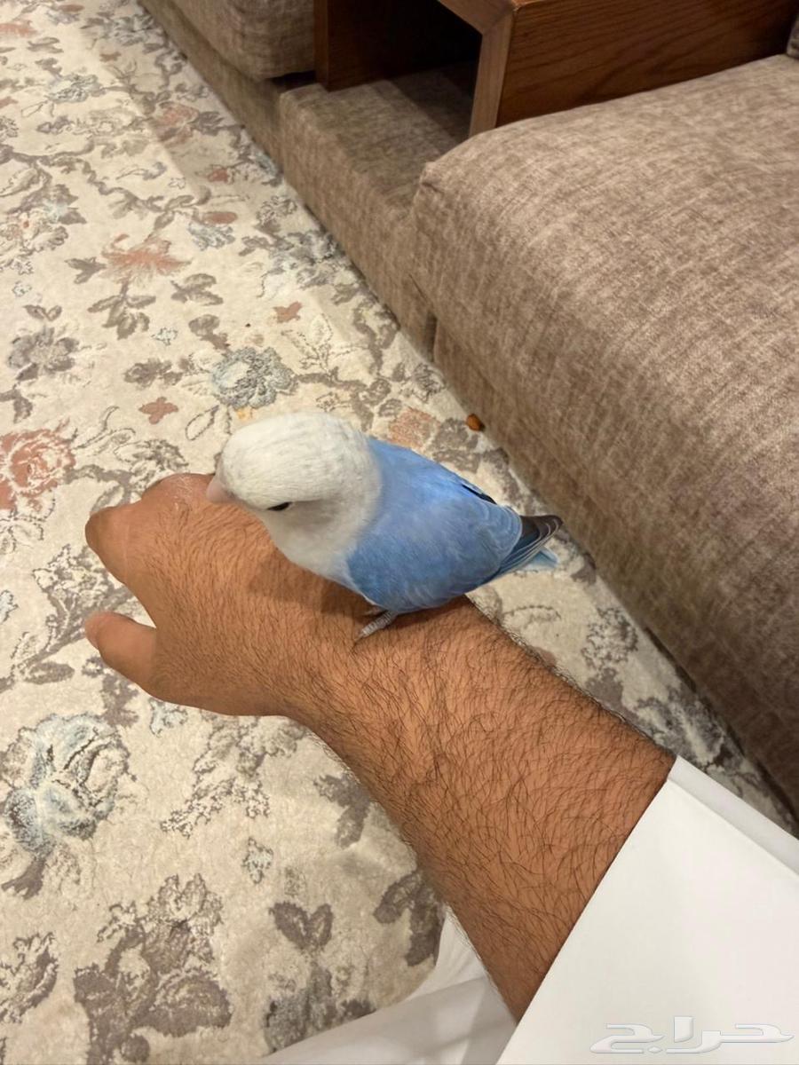 طير روز64256760140290111