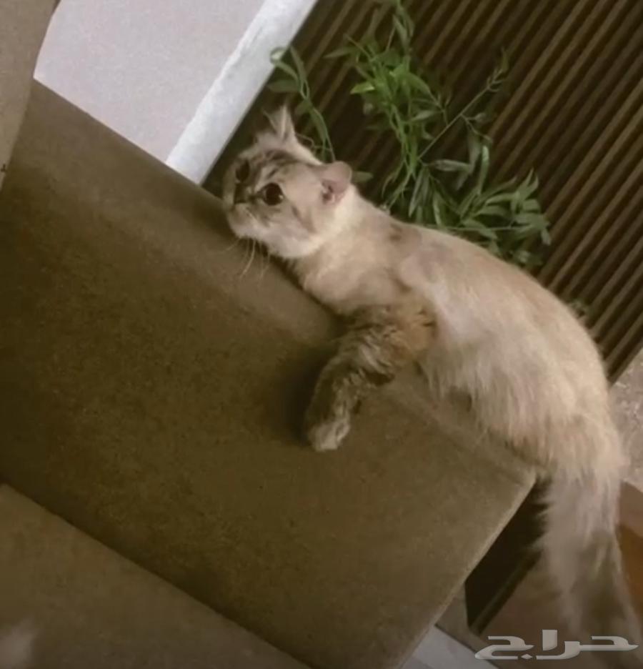 قطه هملايا مع أربع قطط صغار أبنائها مع الأكل والقفص للبيع64260224313985110