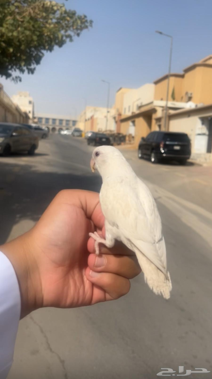 Rose-headed Parakeet64266674146305110