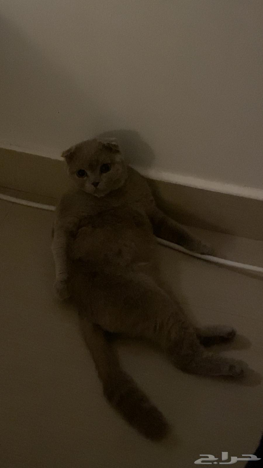 سكوتش تربل فولد للبيع64296690686850111