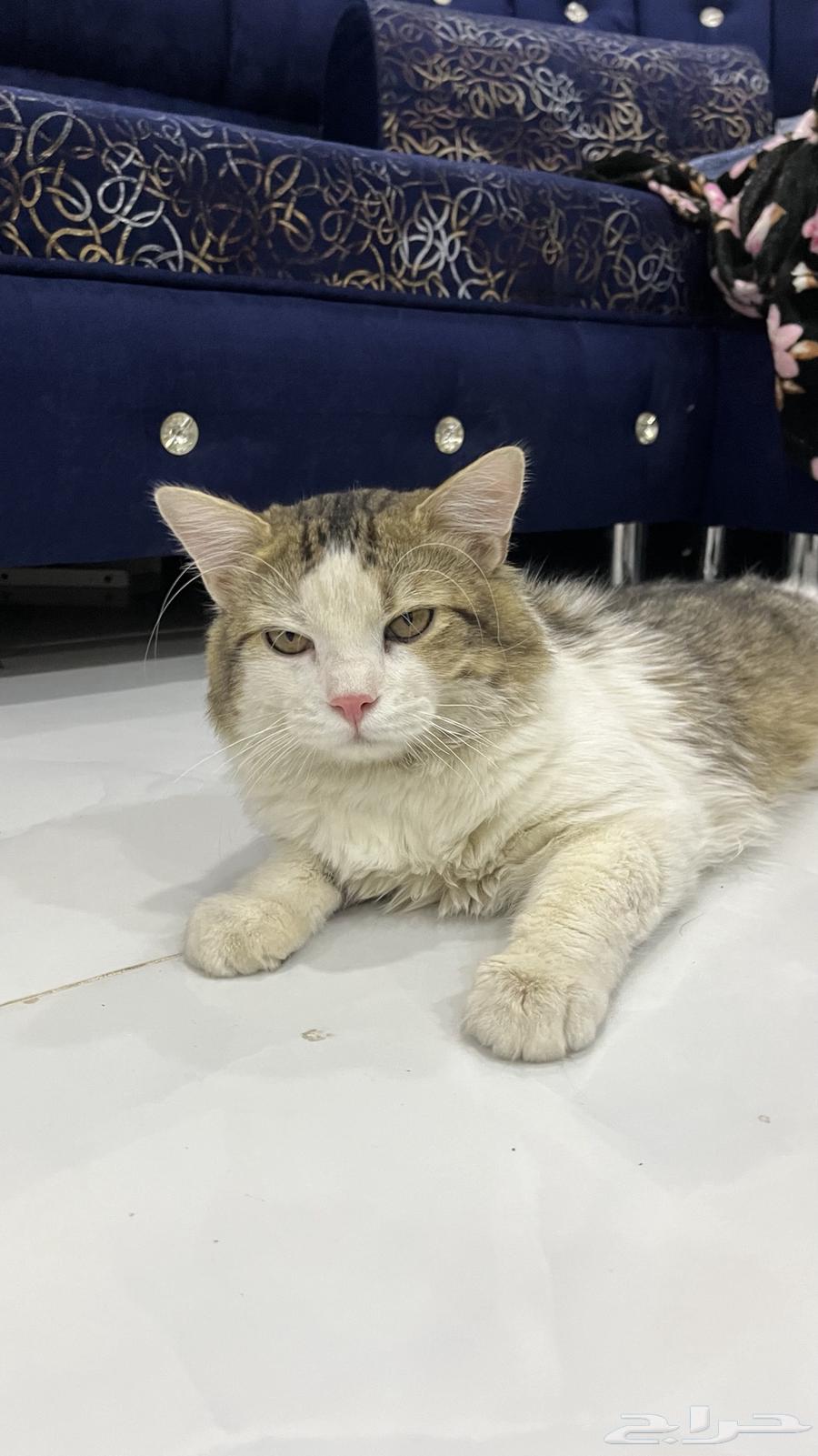 قطوه للبيع64271984307842111