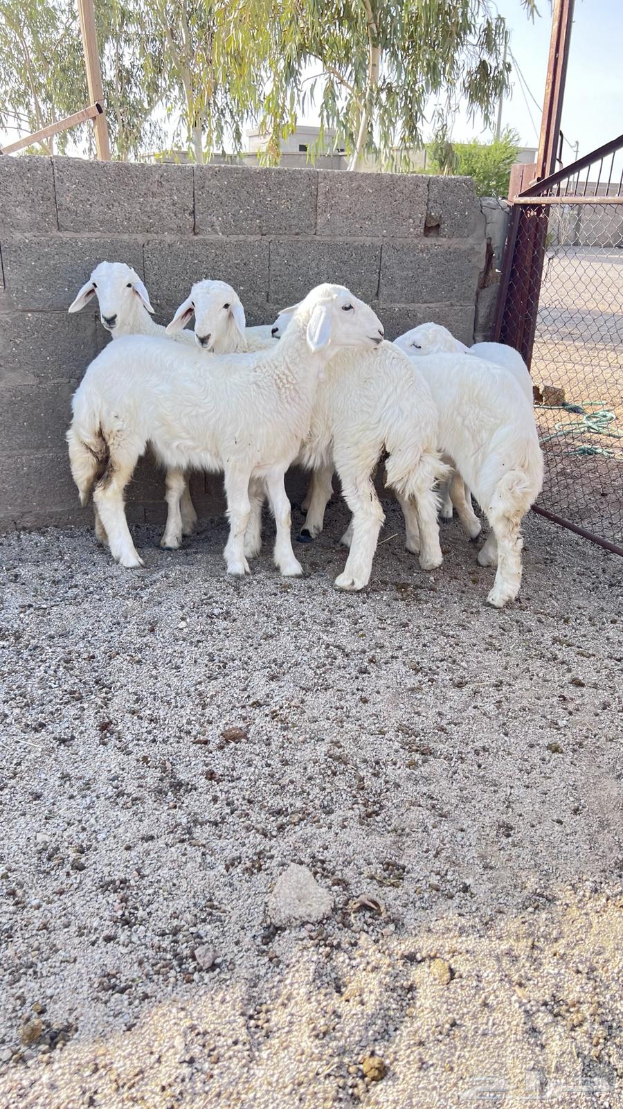 طليان للبيع64292706977153113