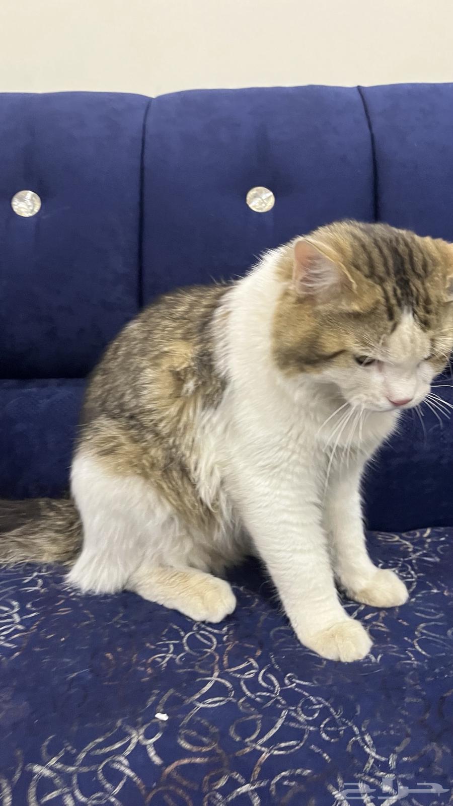 قطوه للبيع64271984307842112