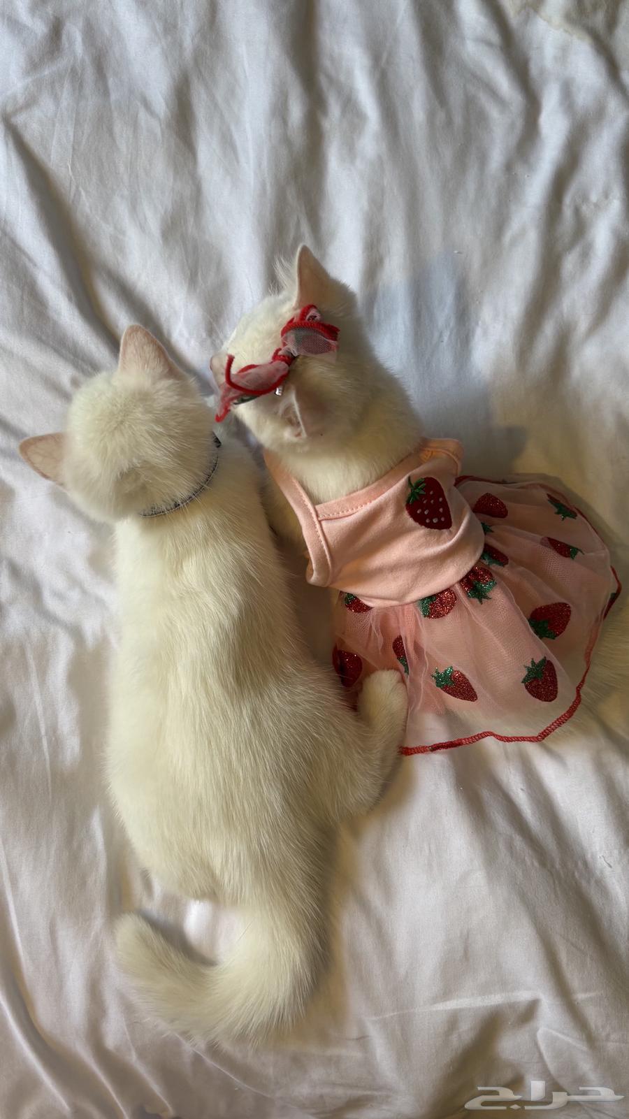 Scottish Street Cats64291297151618111