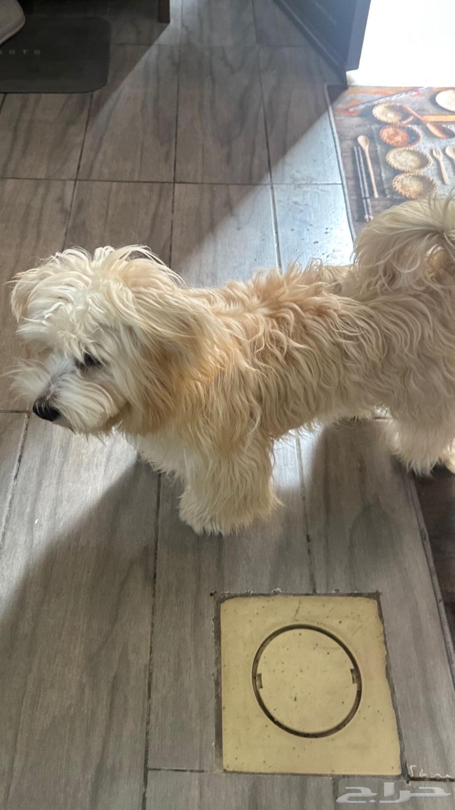 للبيع مالتيز العمر سنه ونص ذكر ف الاحساء بيعه سريعه سريعه64300172549123110