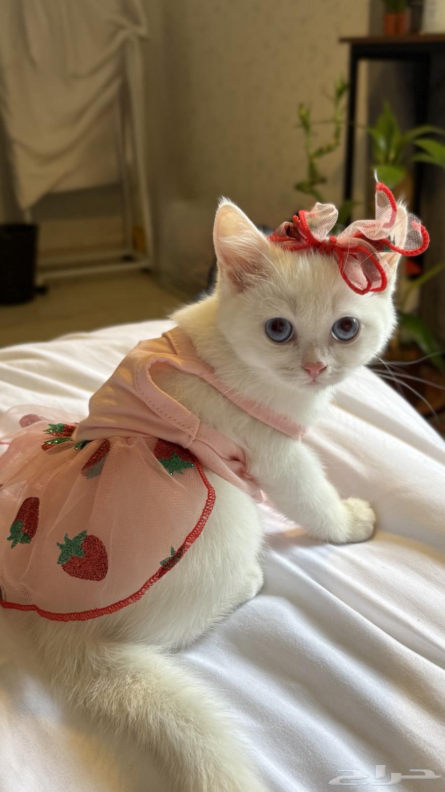 Scottish Street Cats64291297151618110