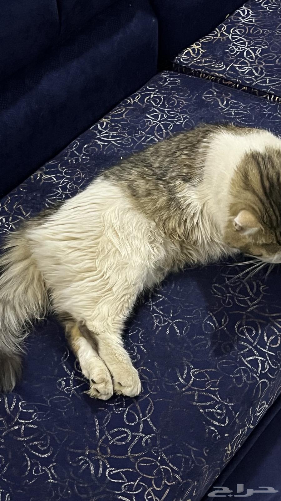 قطوه للبيع64271984307842110