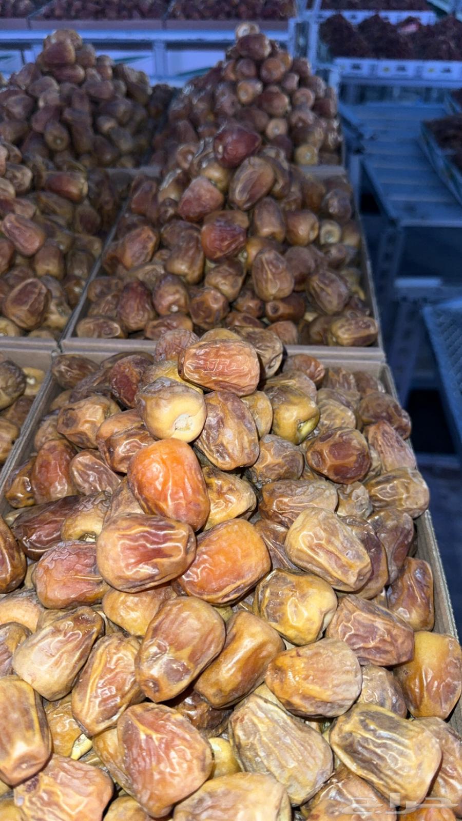 تمر سكري مفتل ملكي ضمان ذهبي يوجدشحن64299215140482114