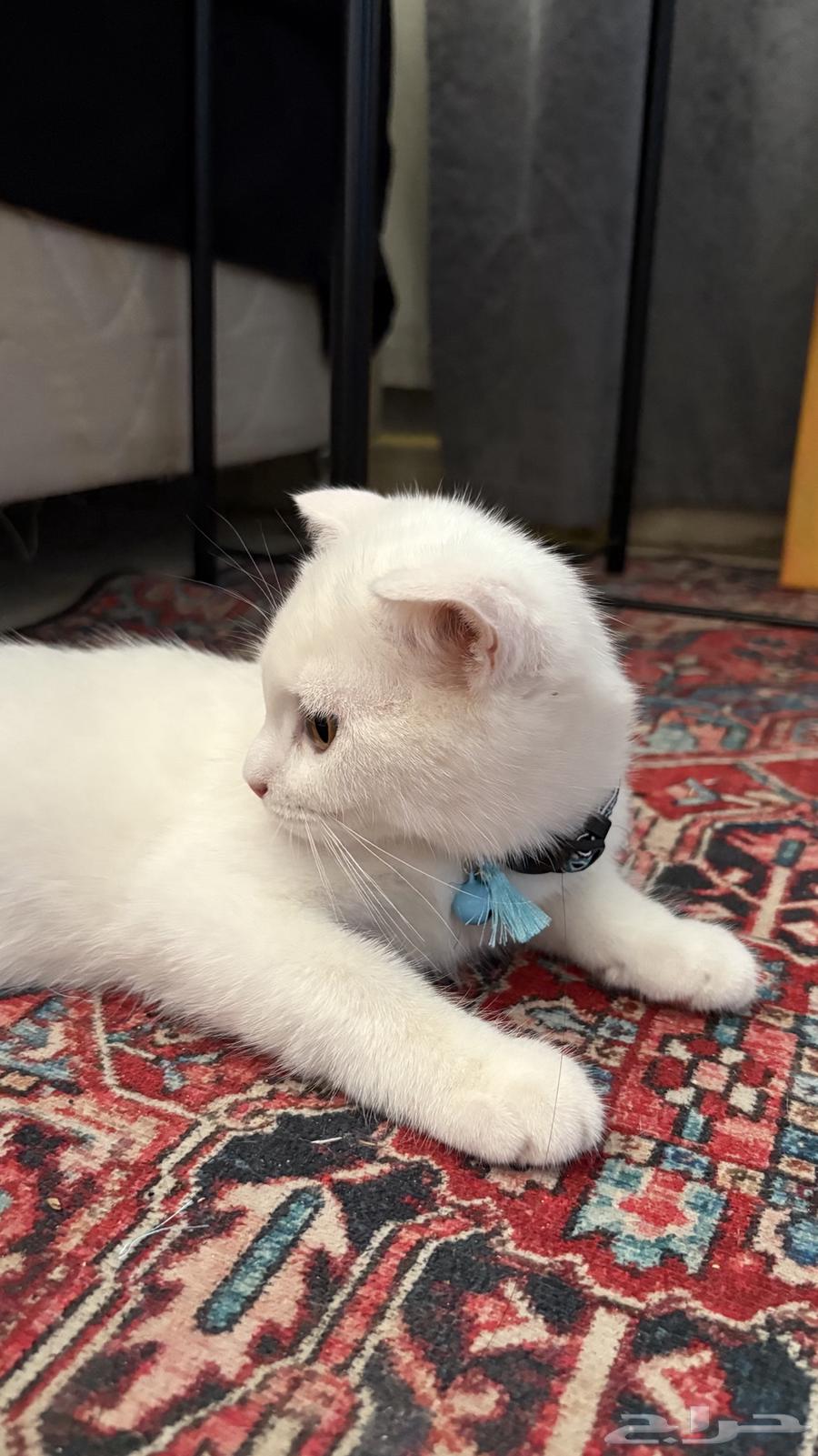 Scottish Fold Cat64261703262721111