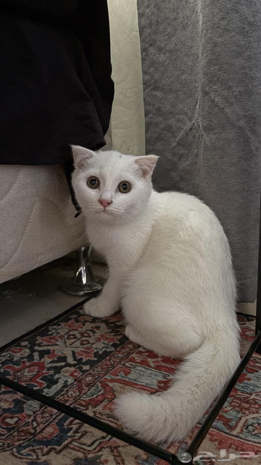 Scottish Fold Cat64261703262721110