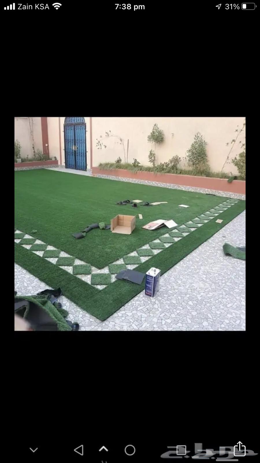 انجيلا ويتنامي اخضر في اخضر و اخضر مخلوط متوفر  له64438270172419114