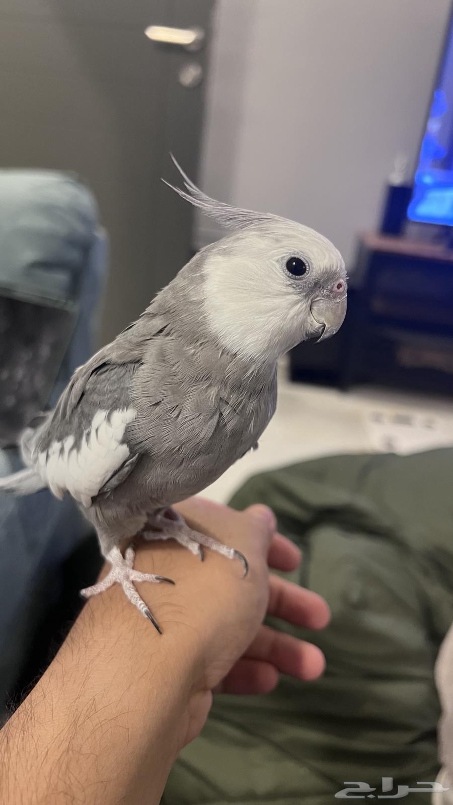 كروان للبيع64300097952386112