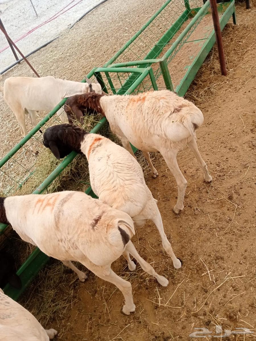 Barber sheep and goats, raised, for 500 SAR64299027042690111