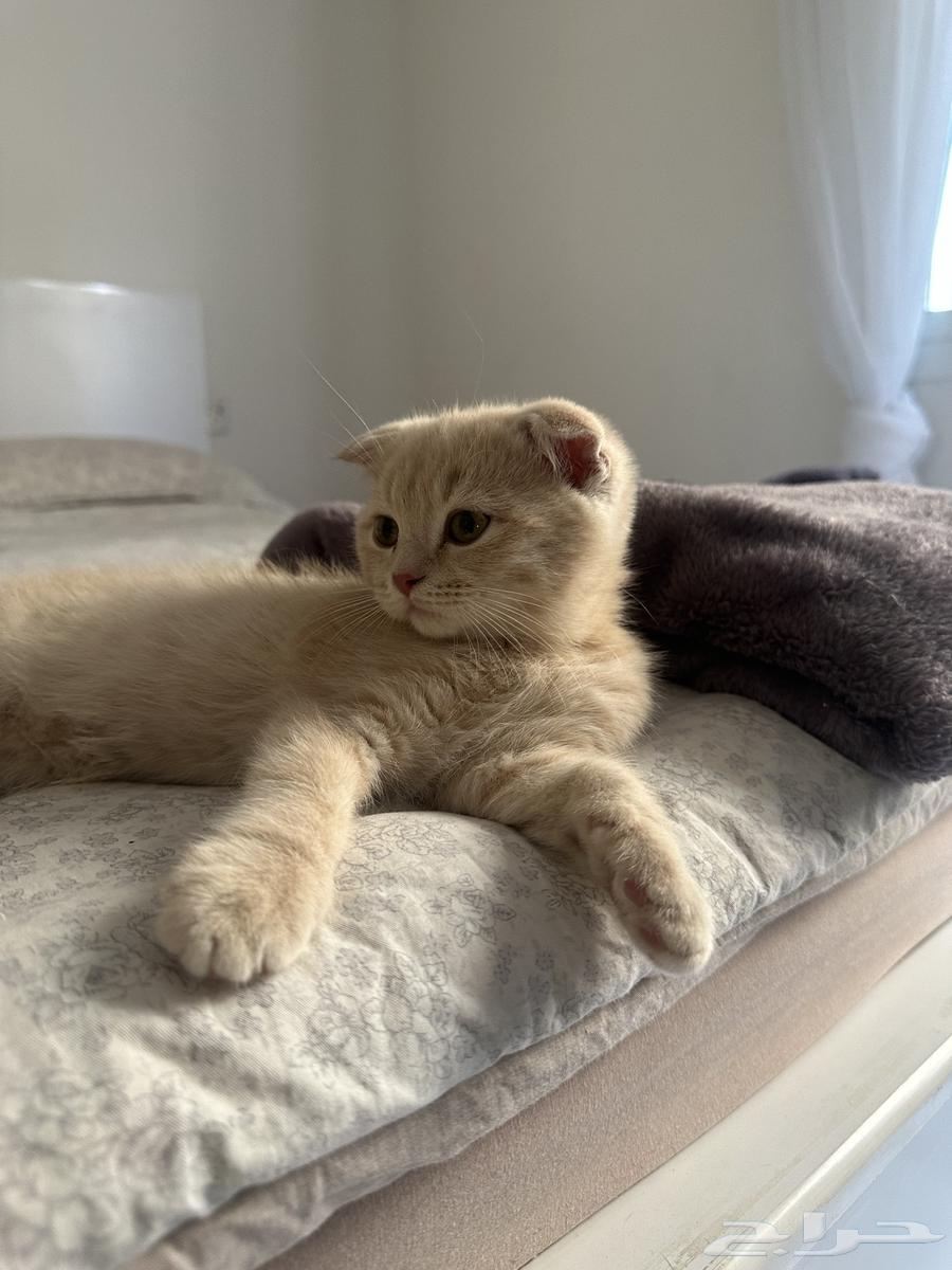 Kitten Scotch64298875558657111