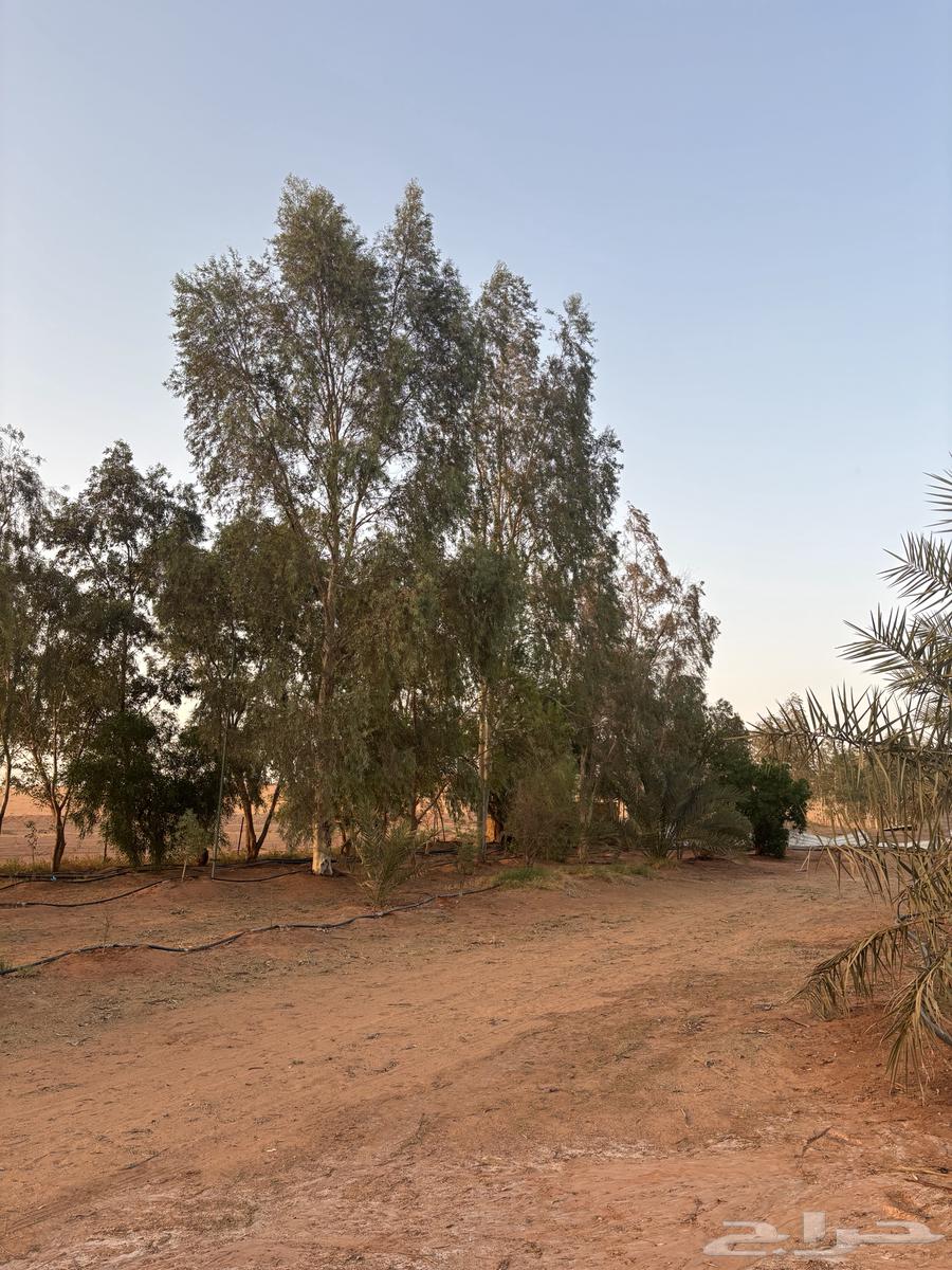 Small farm with trees for daily rent in Aba Al-Wurud636136036556821129